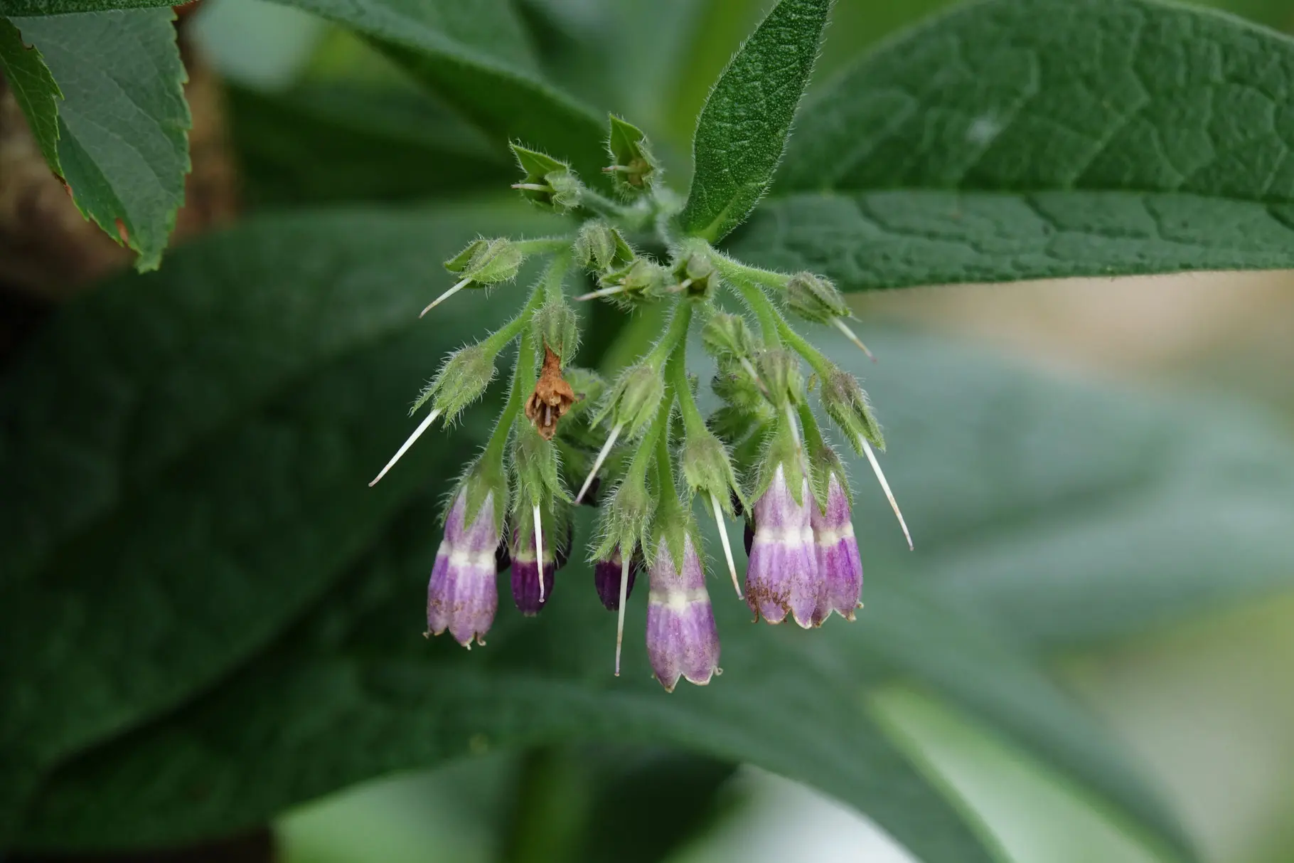 BEINWELLBALSAM Ansicht 2