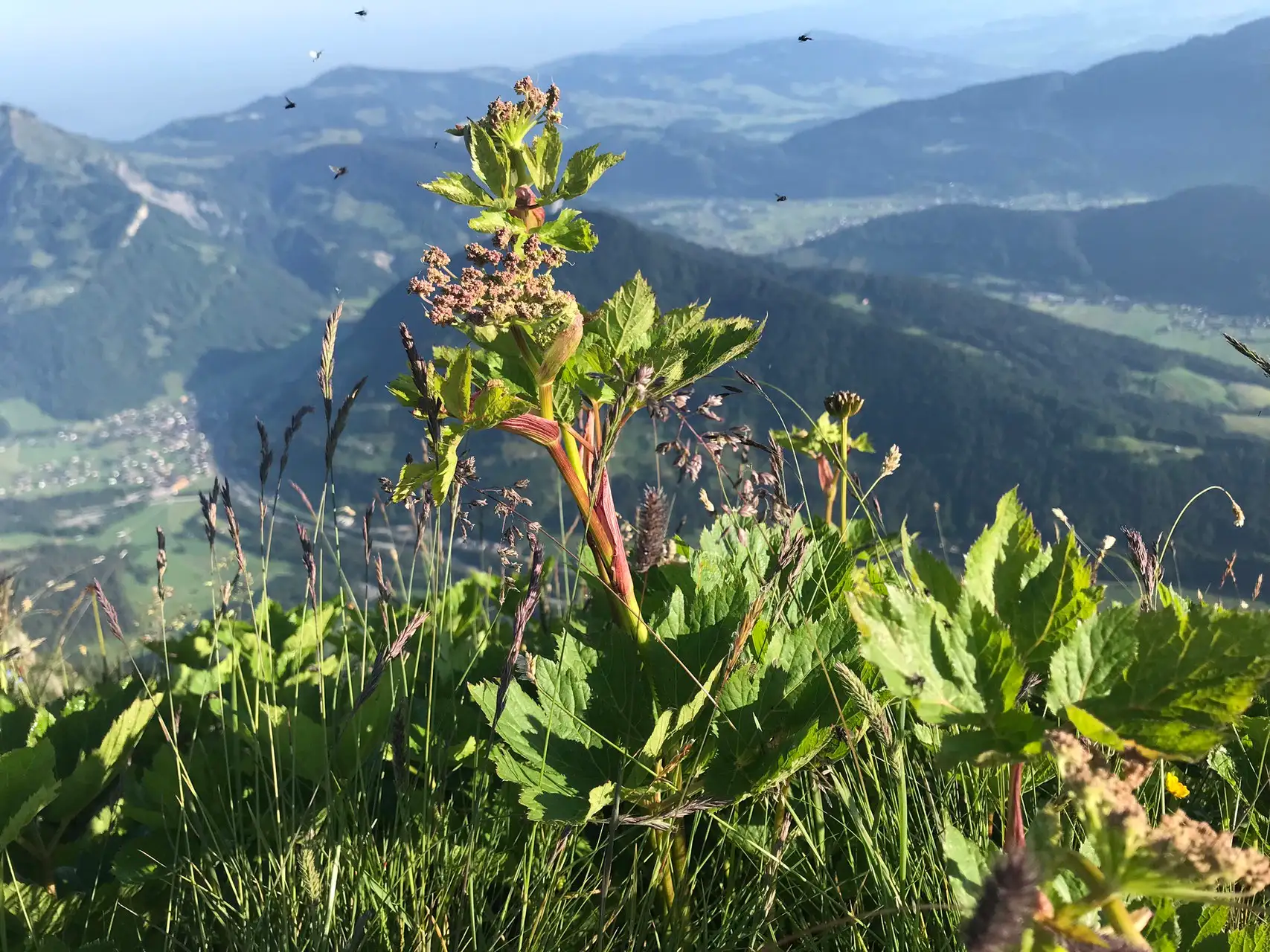 BRUSTBALSAM Vorschaubild 2