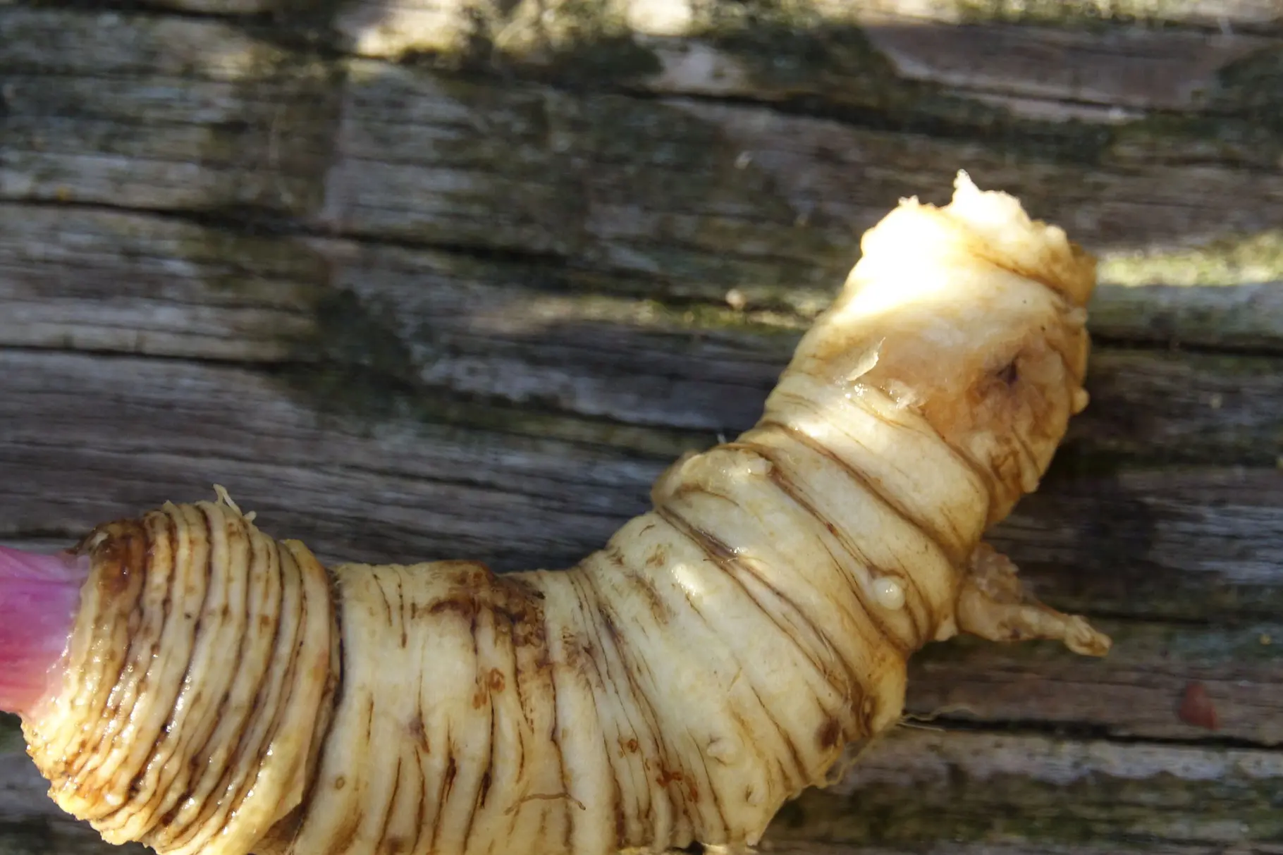 GELENKSBALSAM Ansicht 2