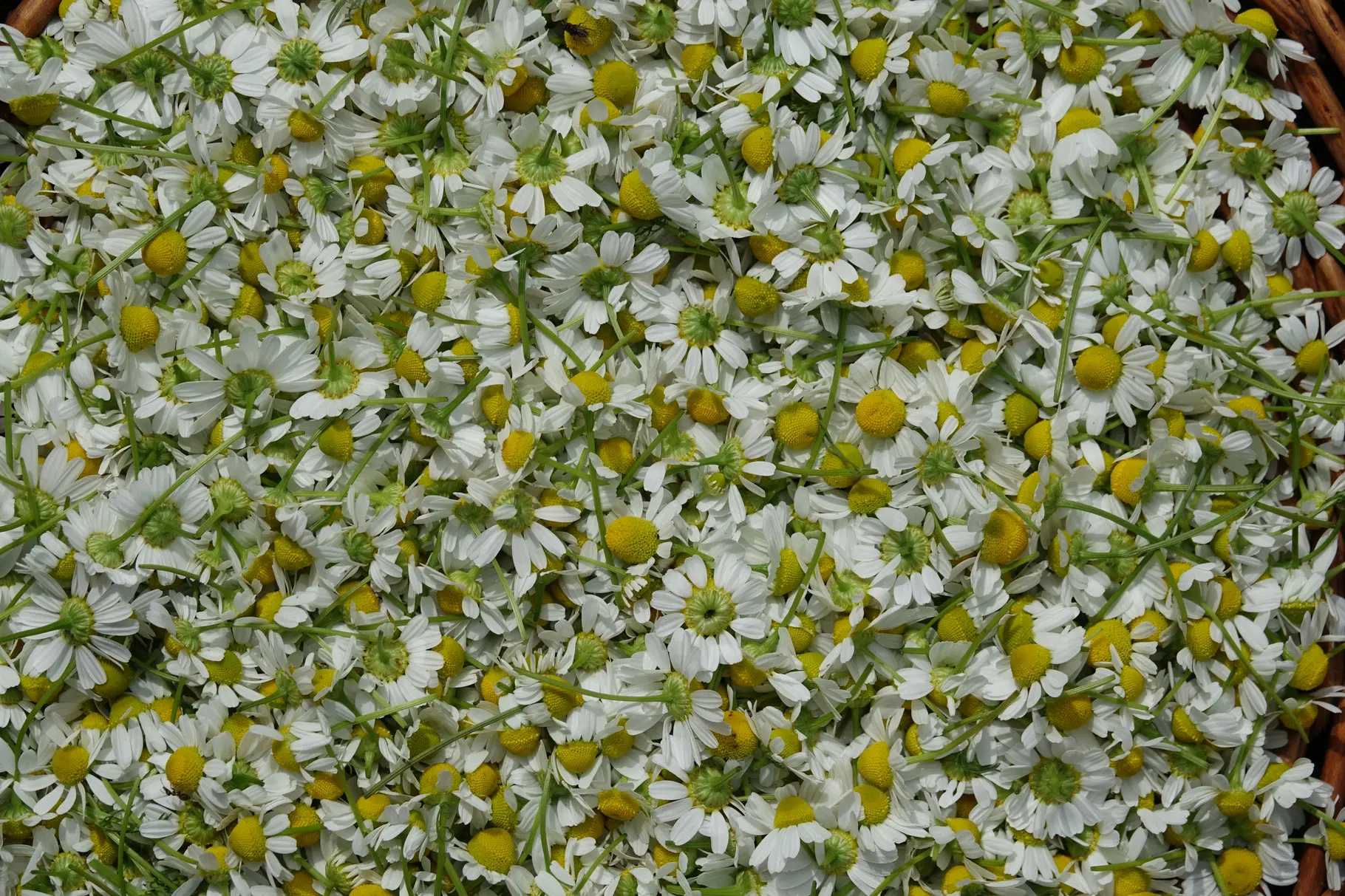 HANDBALSAM Ansicht 4