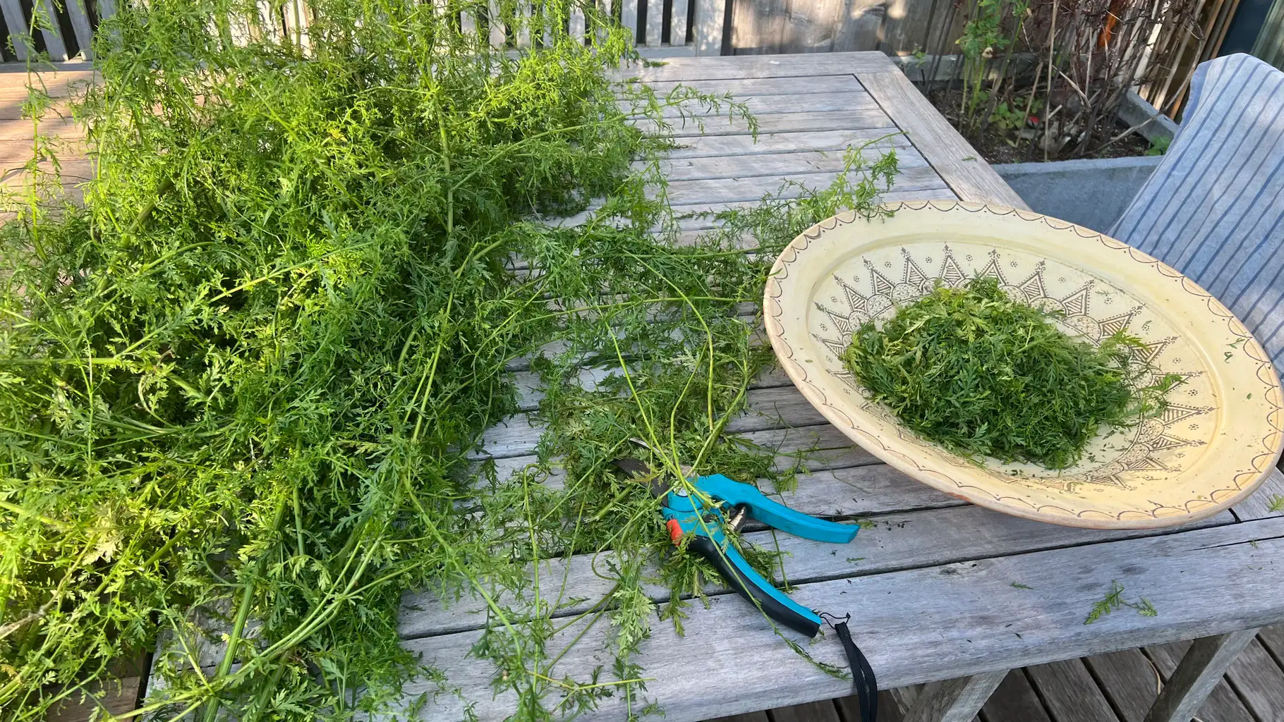 KRÄUTERTEE  Artemisia Annua Vorschaubild 2