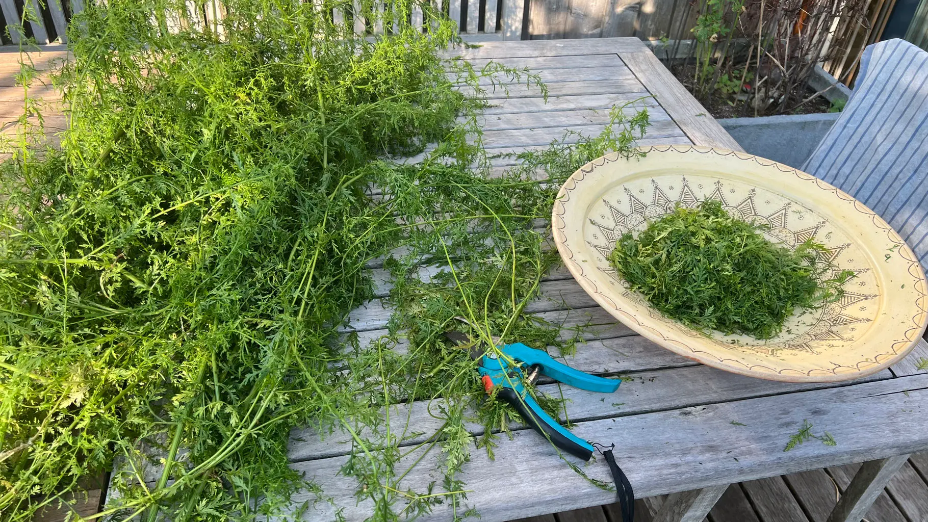 KRÄUTERTEE  Artemisia Annua Ansicht 2
