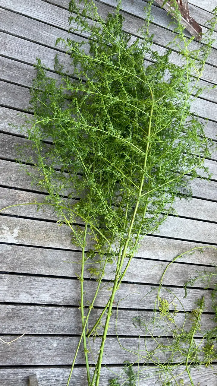 KRÄUTERTEE  Artemisia Annua Vorschaubild 3