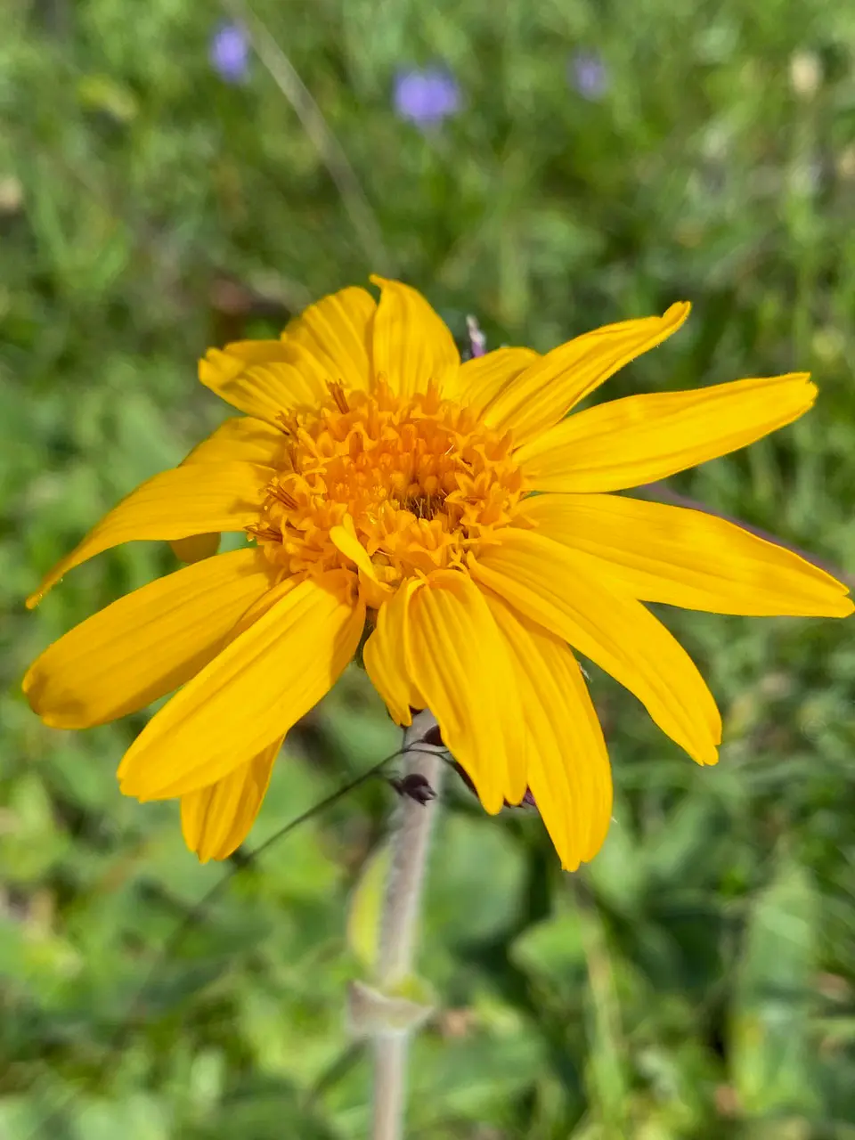 RÜCKENBALSAM Ansicht 2