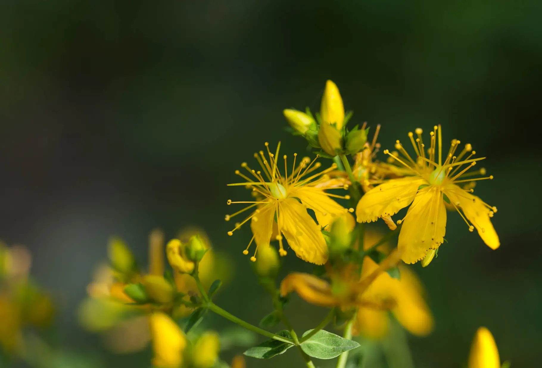 RÜCKENBALSAM Ansicht 3