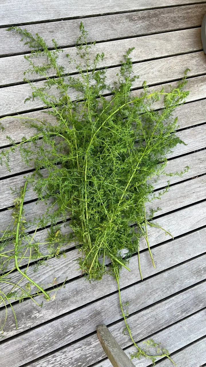 Urtinktur Artemisia Annua Ansicht 3