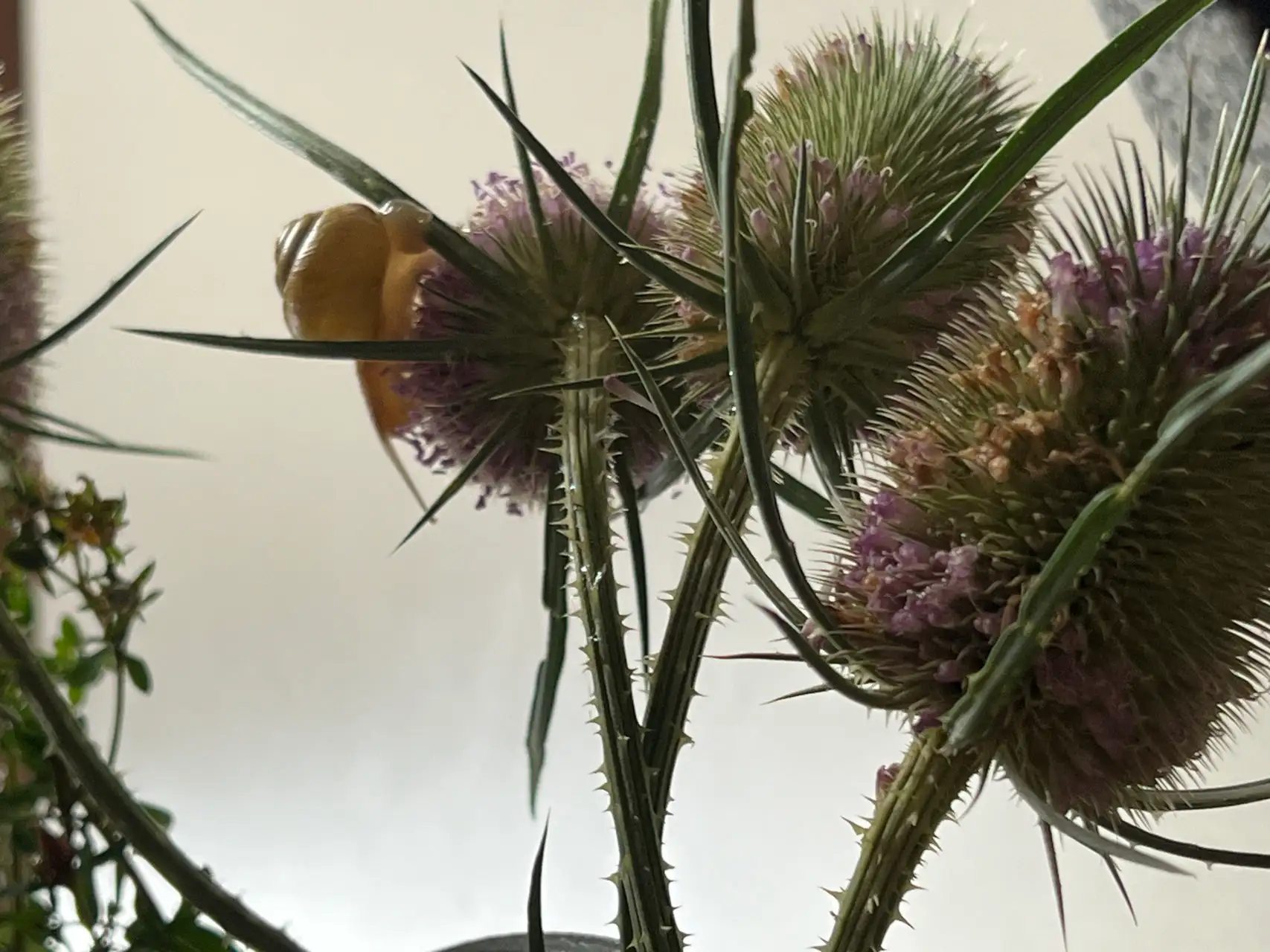 Urtinktur Wilde Karde Vorschaubild 2