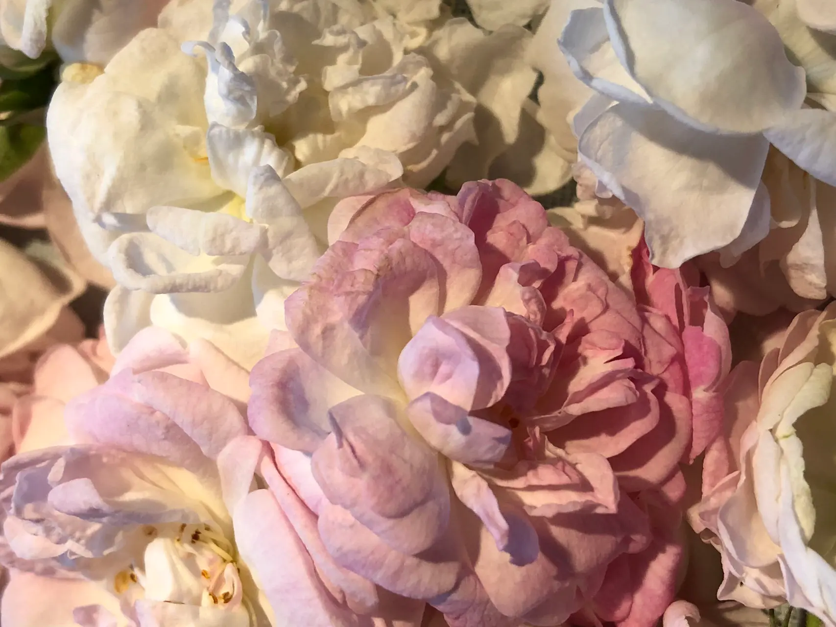 VEILCHEN ROSEN BALSAM Ansicht 2