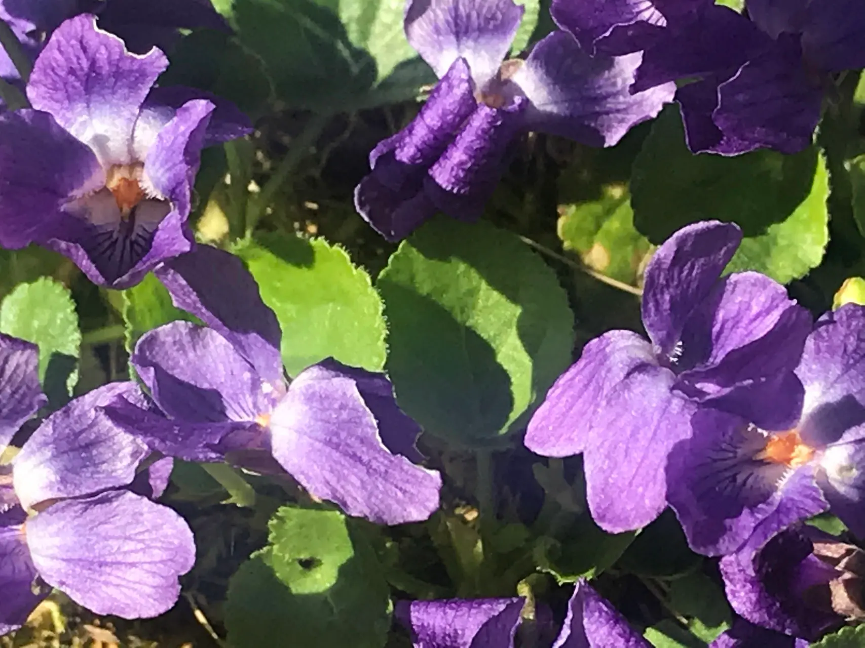 VEILCHEN ROSEN BALSAM Ansicht 3