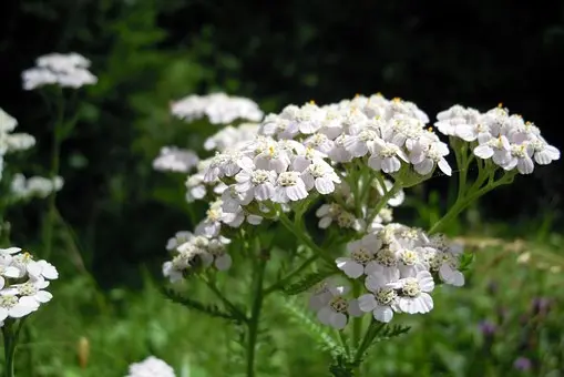 VENENBALSAM Ansicht 2
