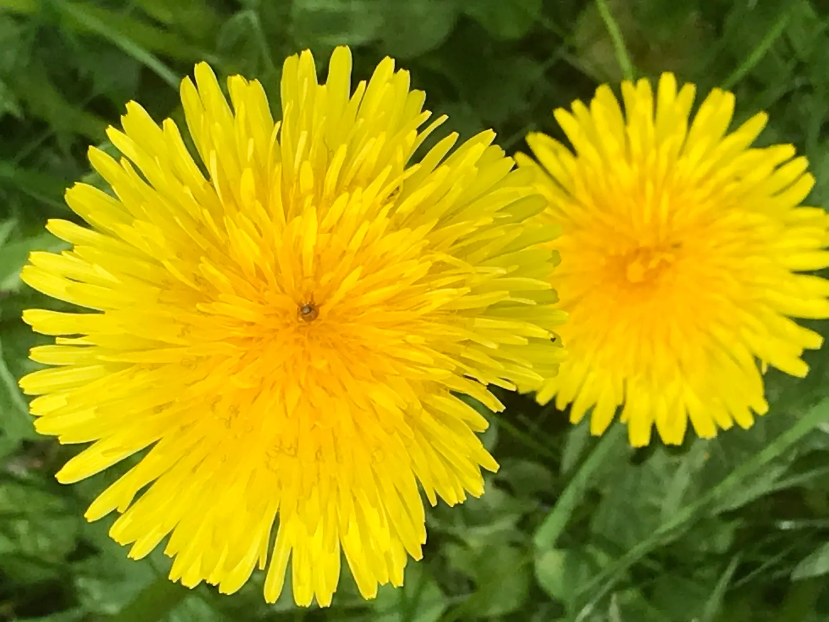 VENENBALSAM Ansicht 3