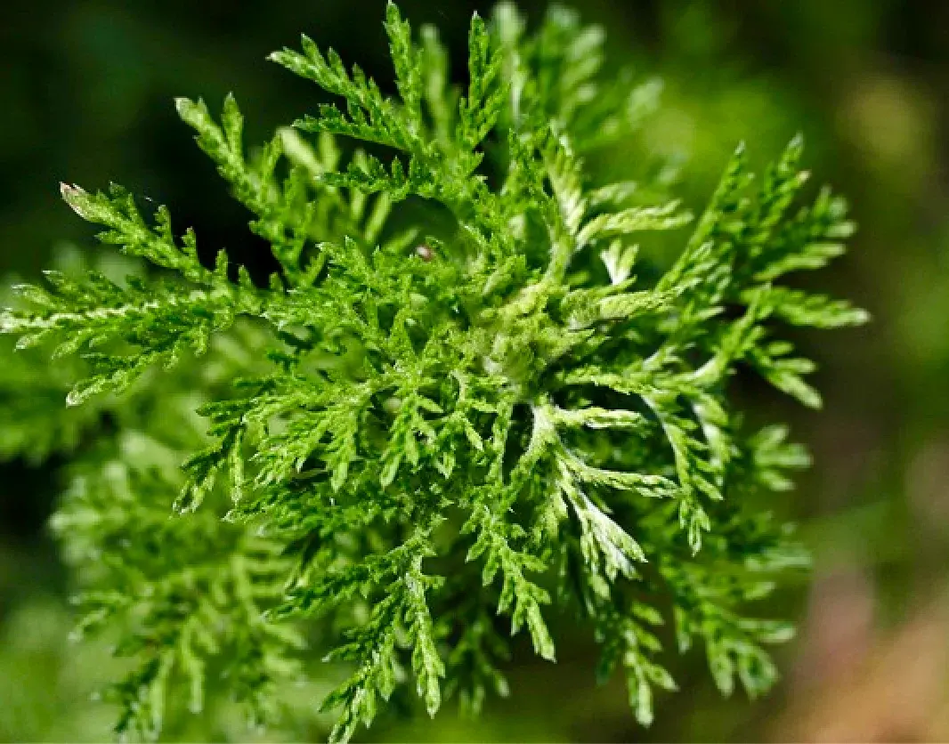 ARTEMISIA ANNUA SALBE Ansicht 2